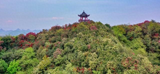 毕节杜鹃花最佳观赏时间_毕节_毕节市职业技术学院