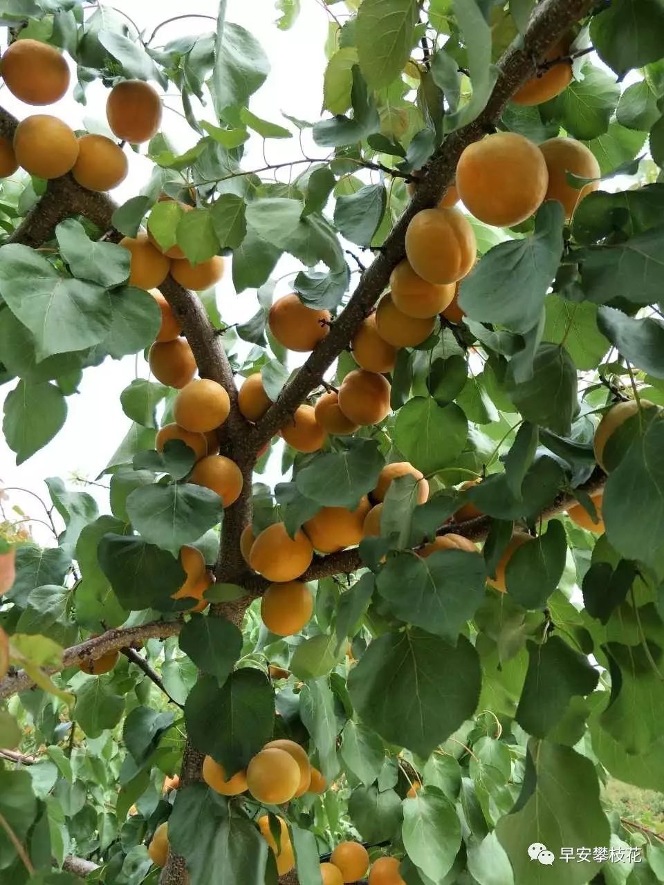 攀枝花三中_攀枝花影院_攀枝花